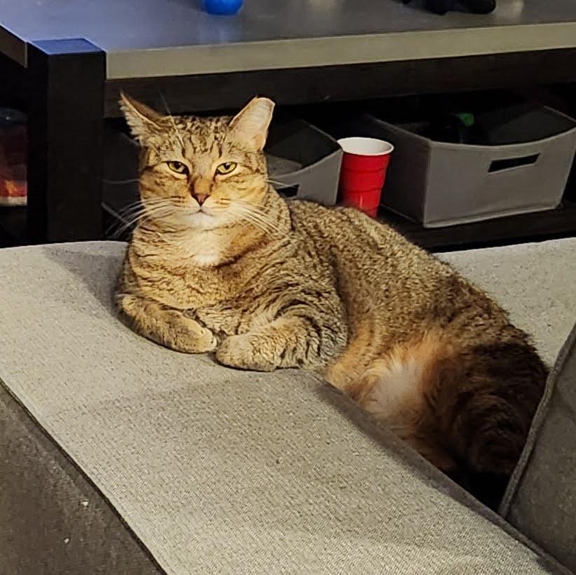 Misu Misu, Adoptable, Adult Female Domestic Short Hair.