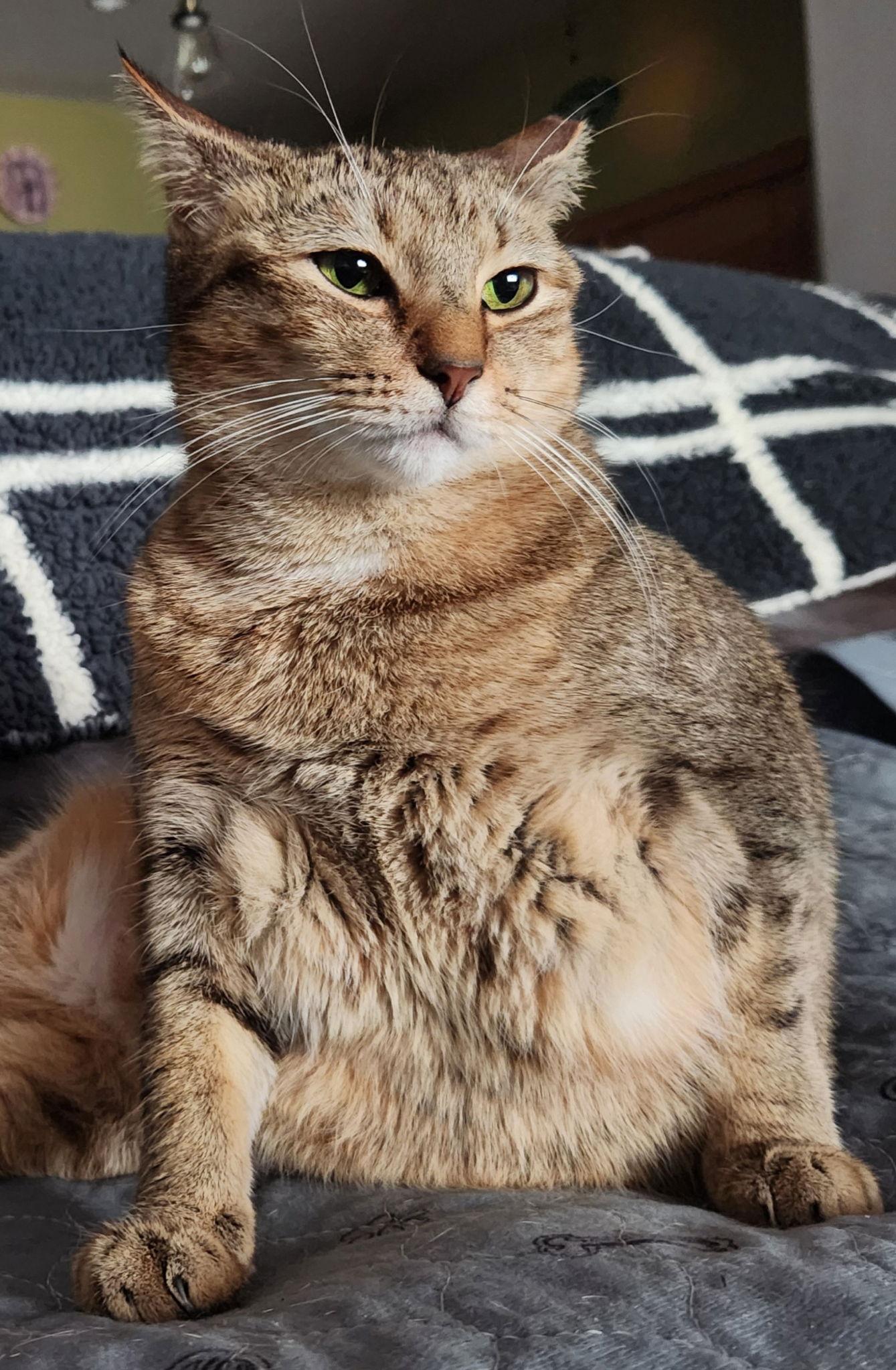 Enlarge Misu Misu, a Adoptable Domestic Short Hair in Tampa, FL image 2/3