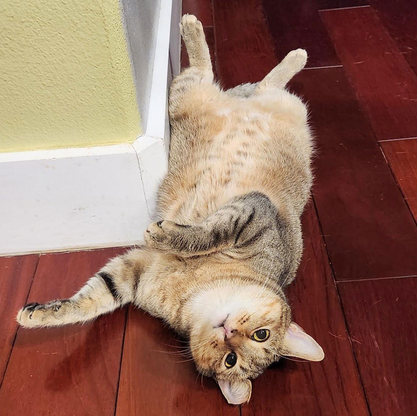 Enlarge Misu Misu, a Adoptable Domestic Short Hair in Tampa, FL image 3/3