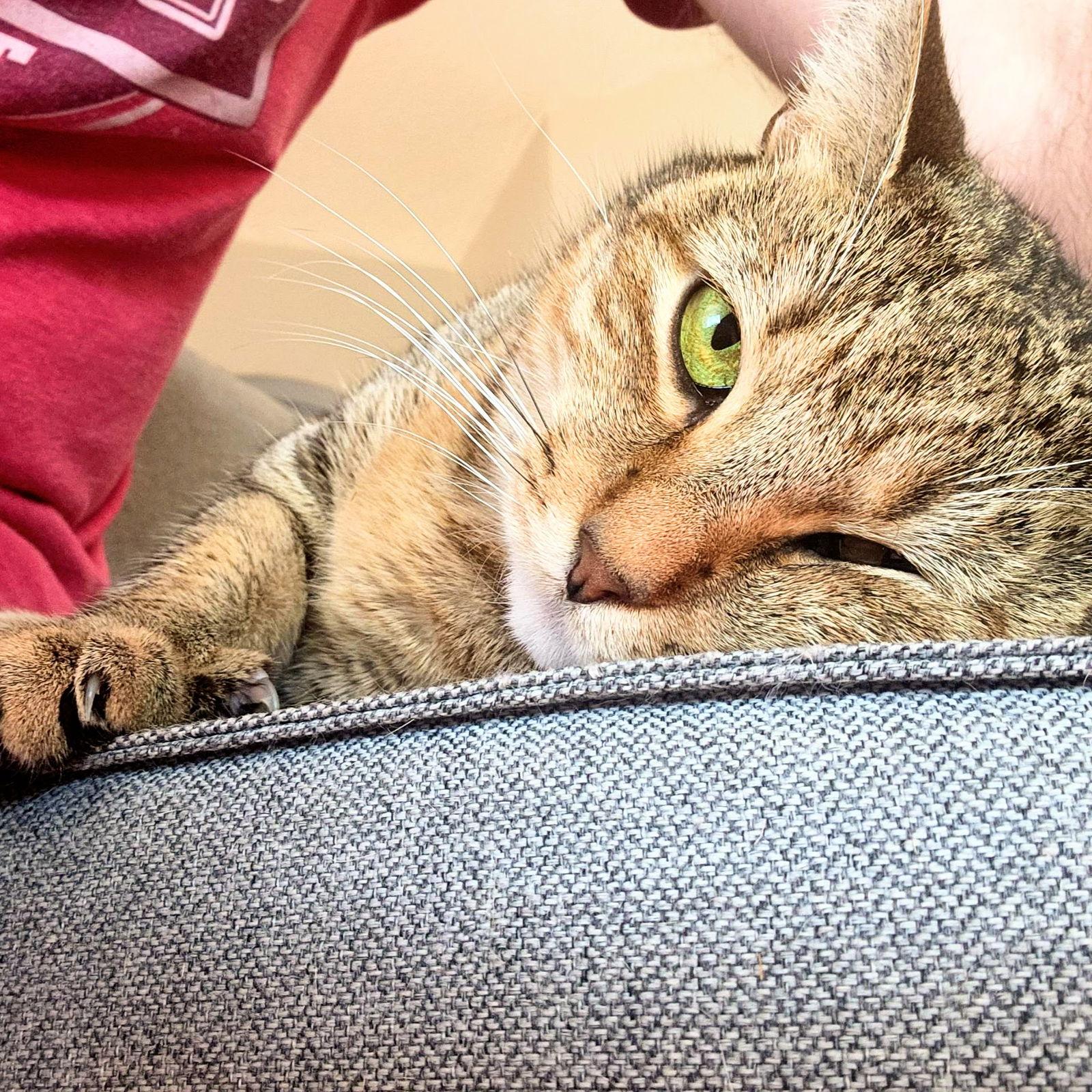 Misu Misu, a Adoptable Domestic Short Hair in Tampa, FL image 3/3