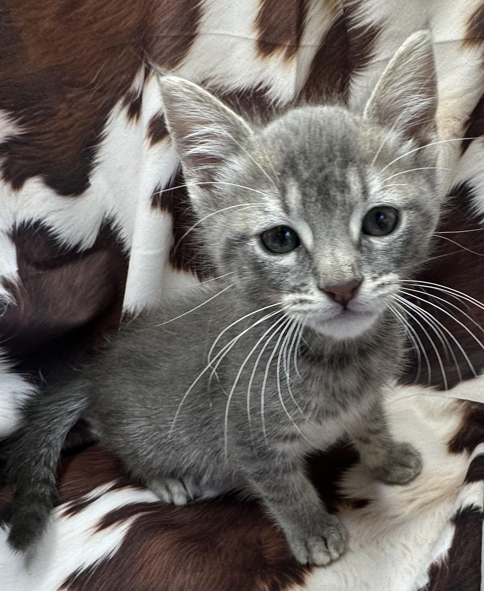 Liboke, ADOPTABLE, Kitten Male Domestic Short Hair & Tabby.