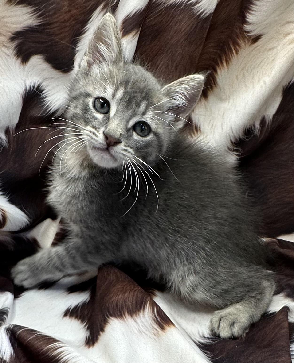 Enlarge Liboke, an adopted mixed breed in Poway, CA image 2/2