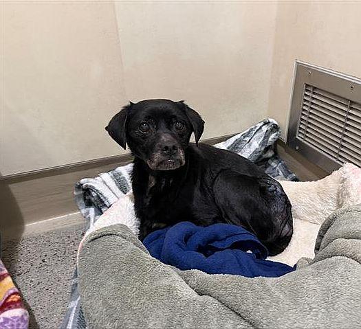 Buck, ADOPTABLE, Senior Male Beagle & Pug.