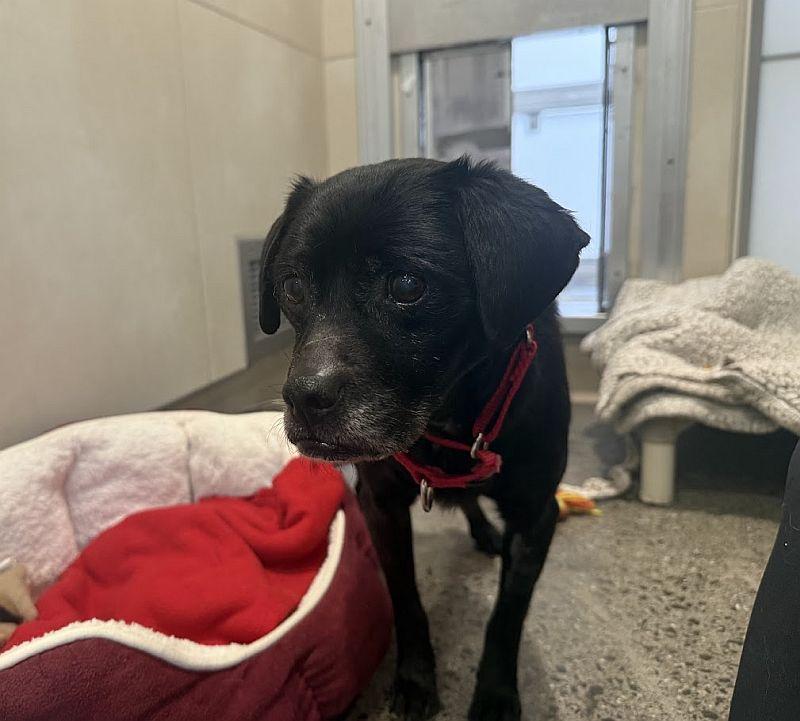 Buck, ADOPTABLE, Senior Male Beagle & Pug.