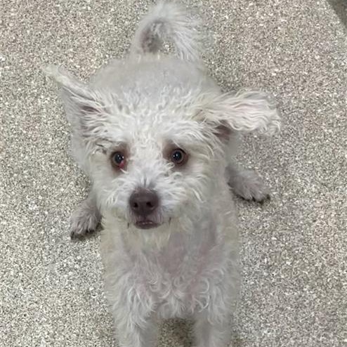 Marshall, adopted, Adult Male Poodle.