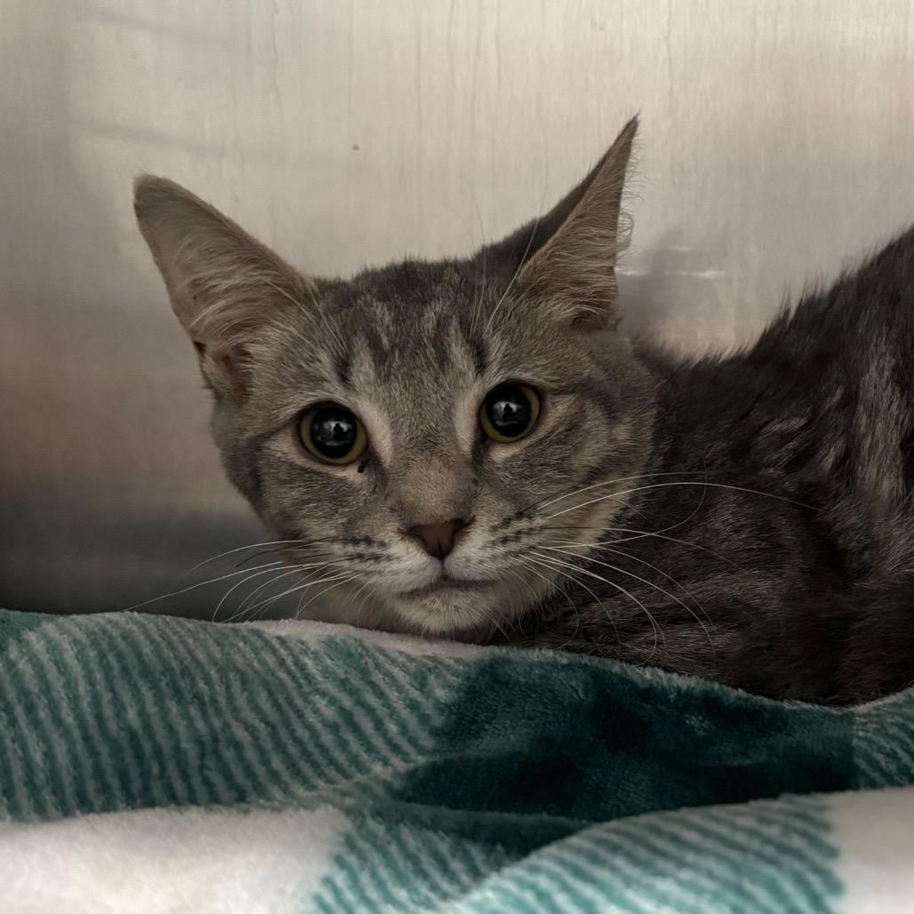 Marlowe, a Adoptable Domestic Short Hair in Fairmont, WV image 1/2