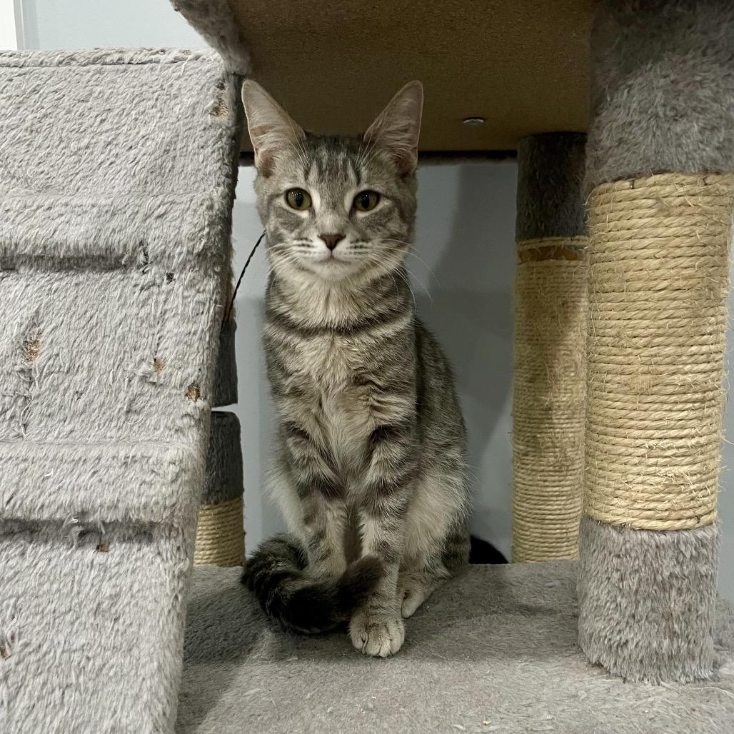 Marlowe, a Adoptable Domestic Short Hair in Fairmont, WV image 2/2