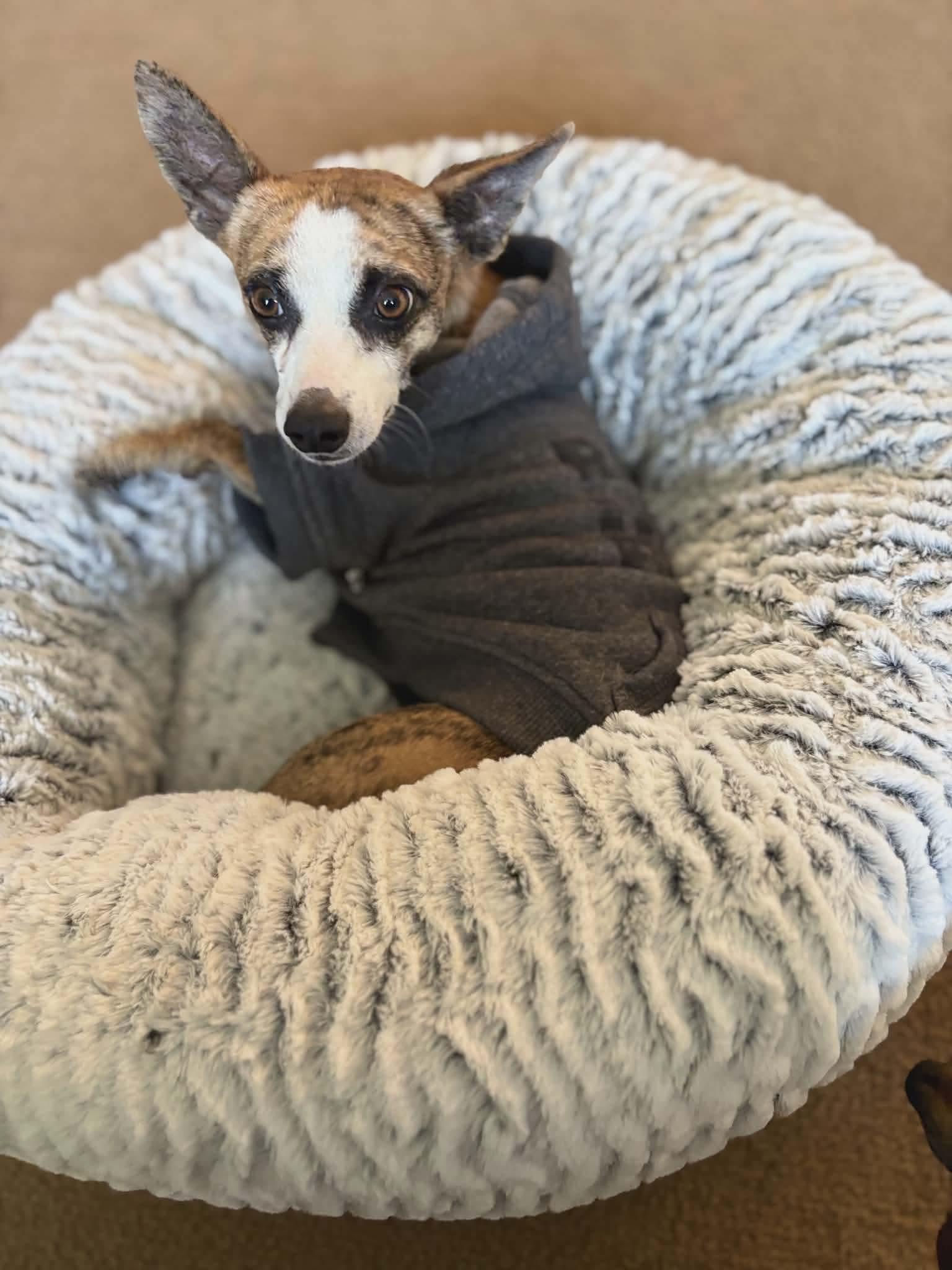 Ralph, ADOPTABLE, Young Male Puggle & Chihuahua.