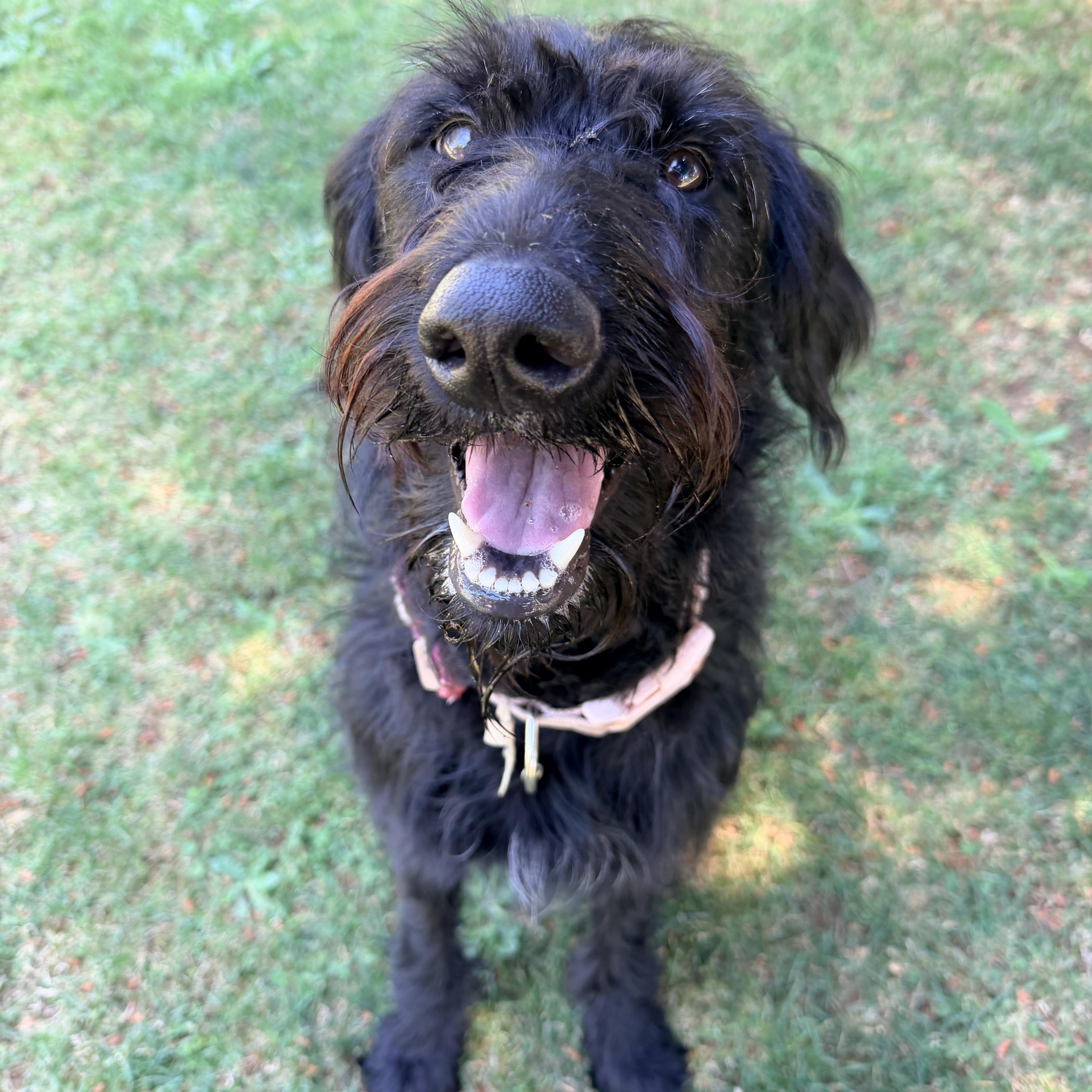 Uma, an adopted mixed breed in Beavercreek, OR image 1/6