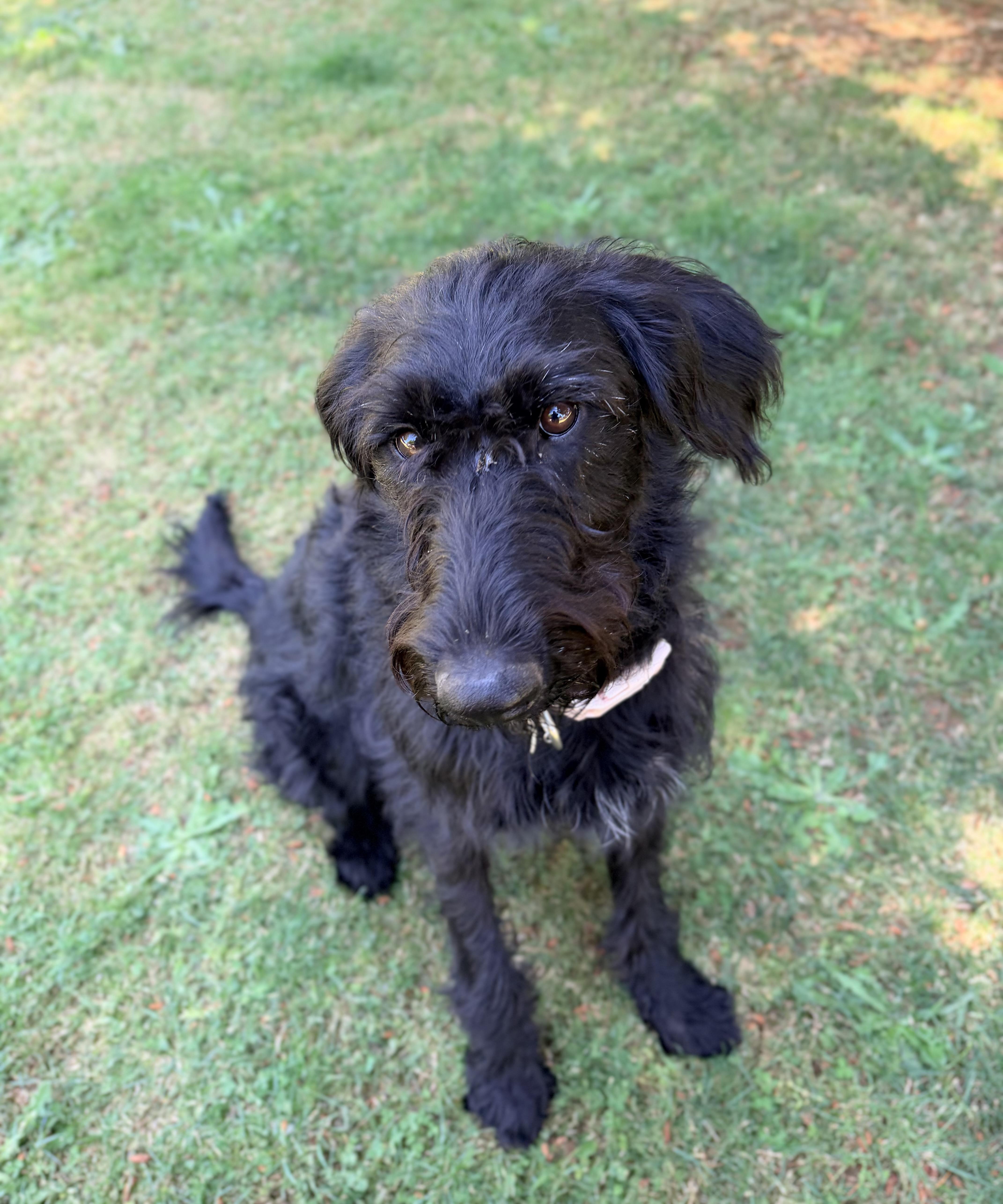 Uma, an adopted mixed breed in Beavercreek, OR image 2/6