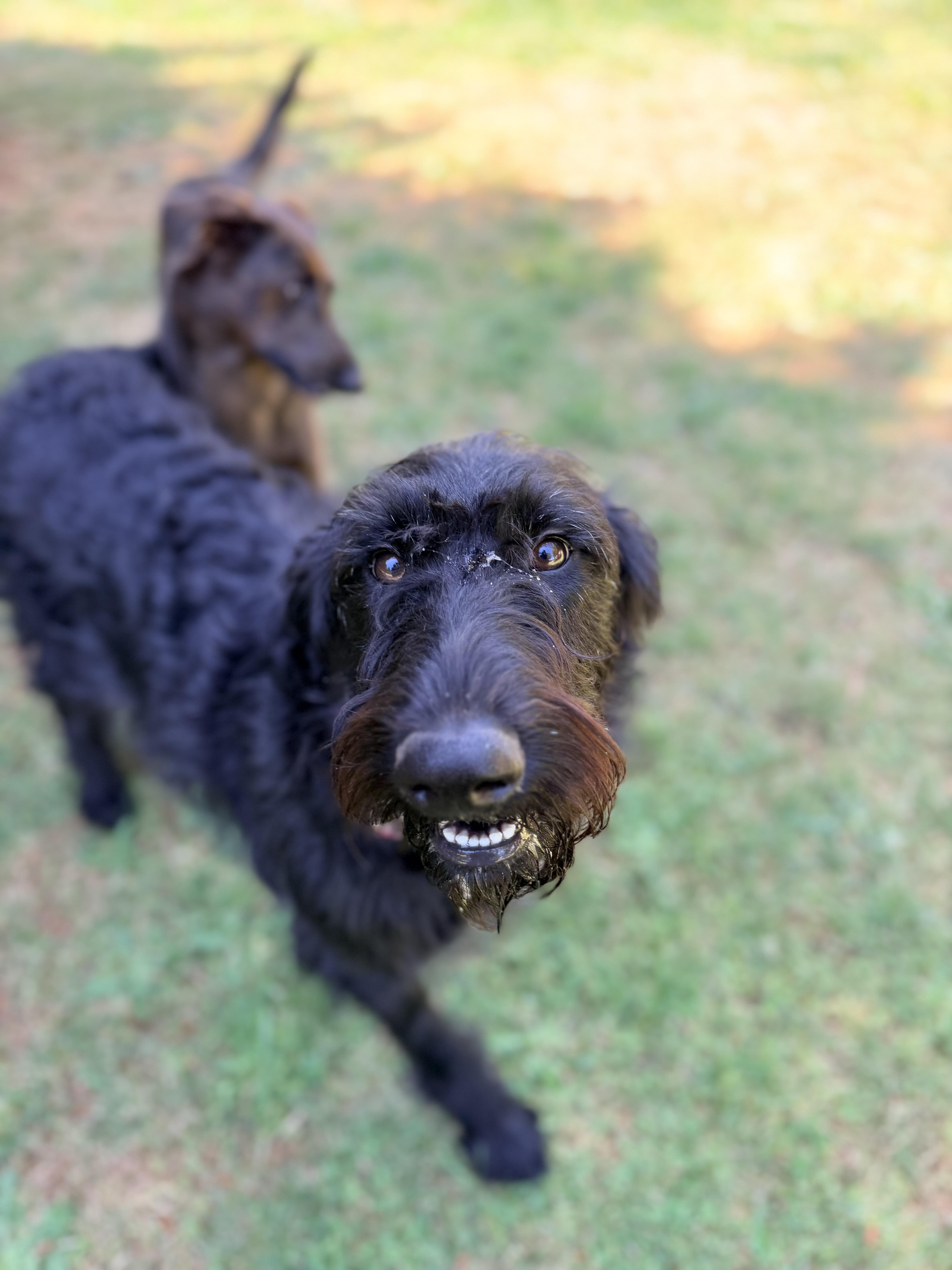 Uma, an adopted mixed breed in Beavercreek, OR image 5/6
