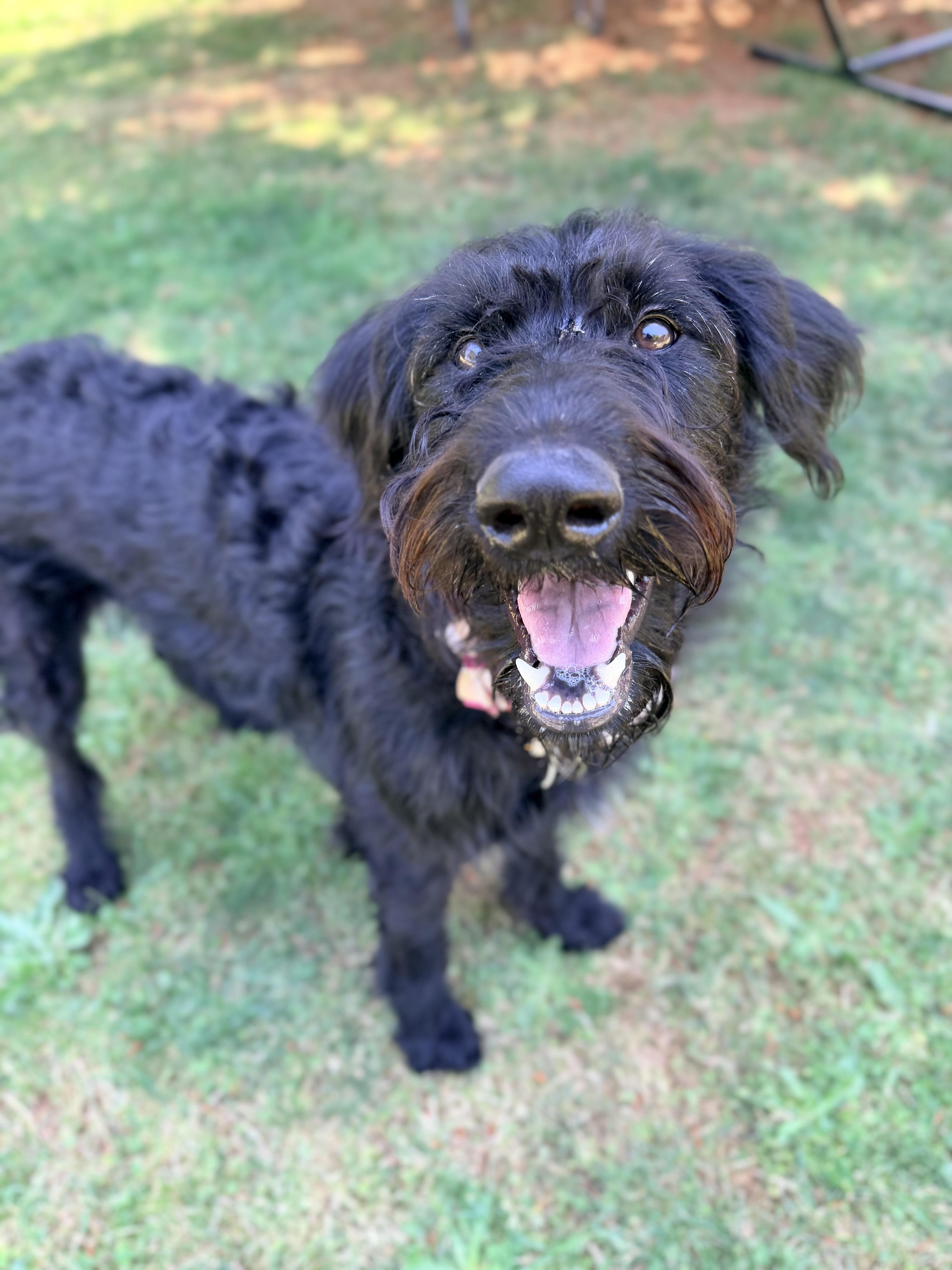 Uma, an adopted mixed breed in Beavercreek, OR image 3/6