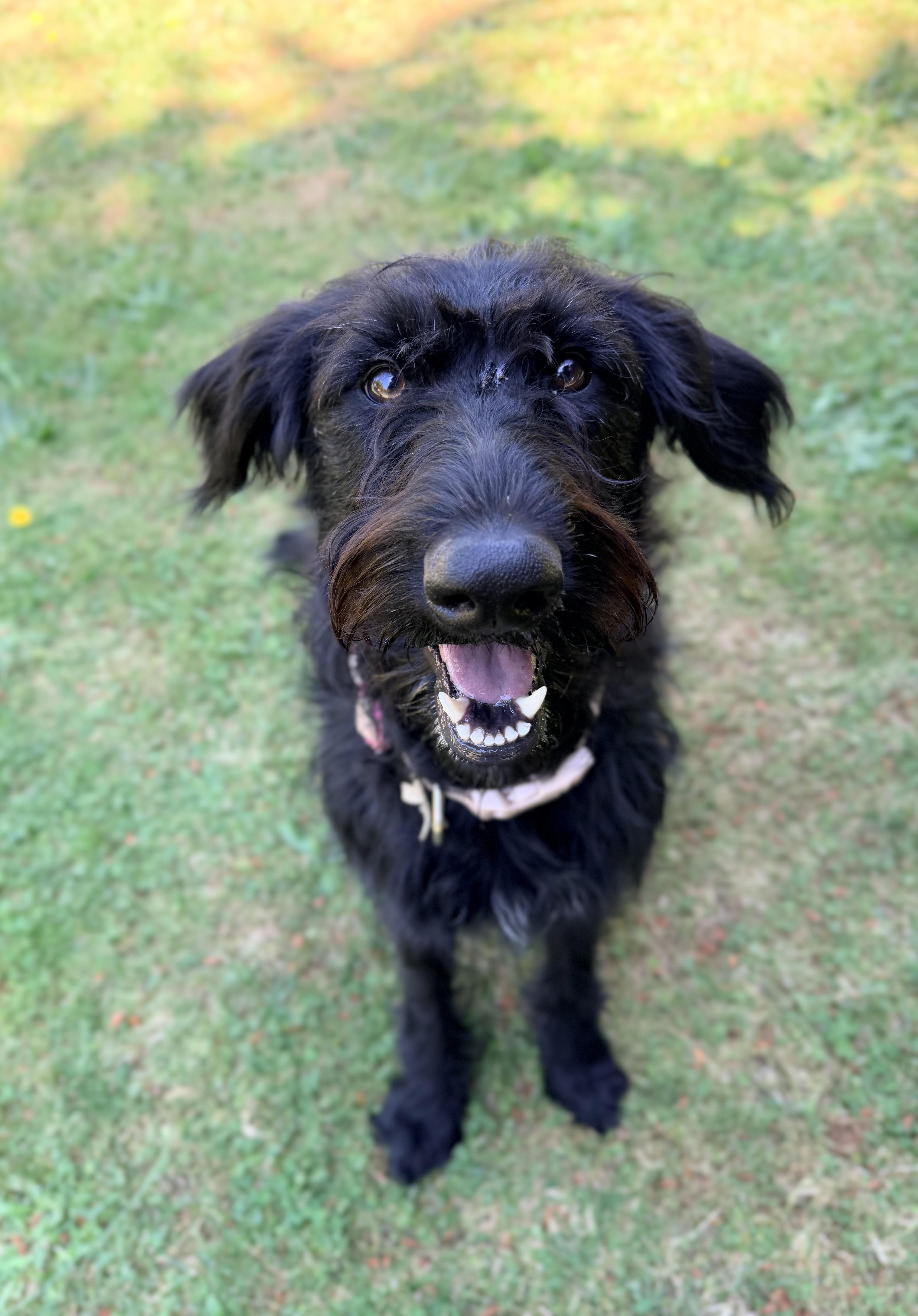 Uma, an adopted mixed breed in Beavercreek, OR image 4/6