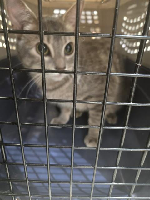 MOCHI, Adoptable, Adult Female Domestic Short Hair.