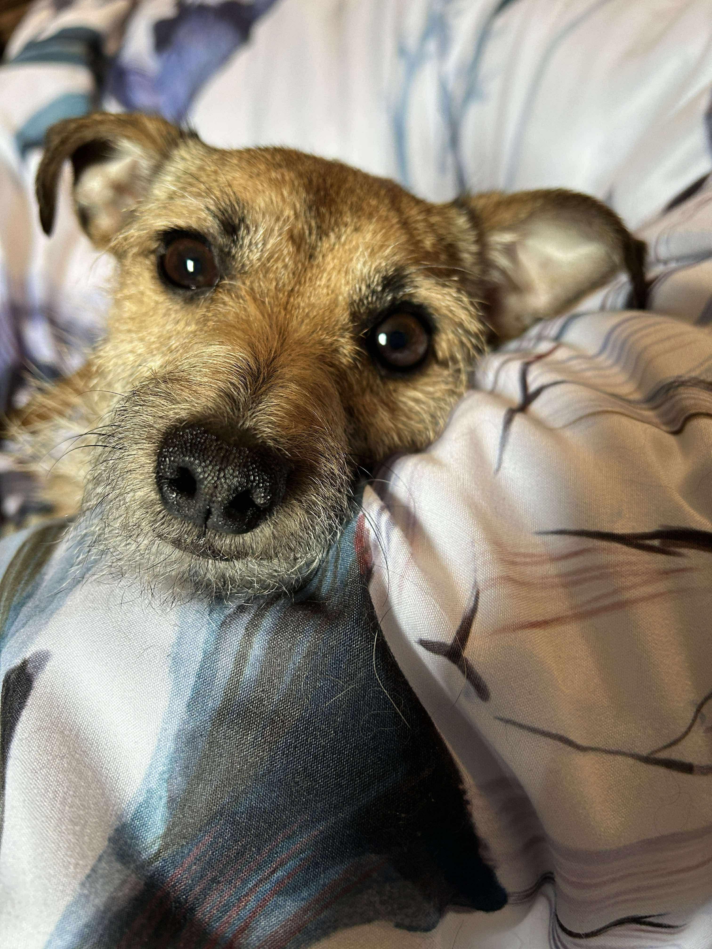 Zeus, Adoptable, Young Male Terrier.