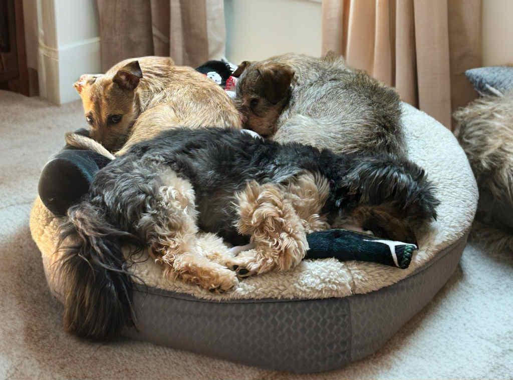 Zeus, a Adoptable mixed breed in Manchester, CT image 5/6