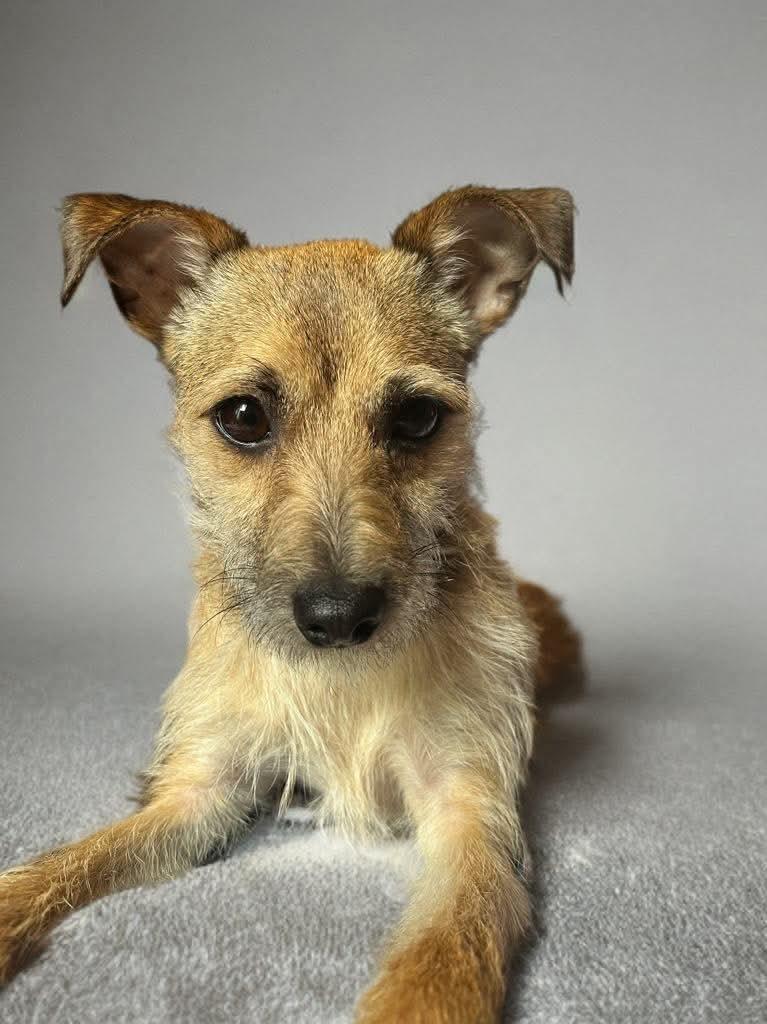 Zeus, a Adoptable mixed breed in Manchester, CT image 2/6