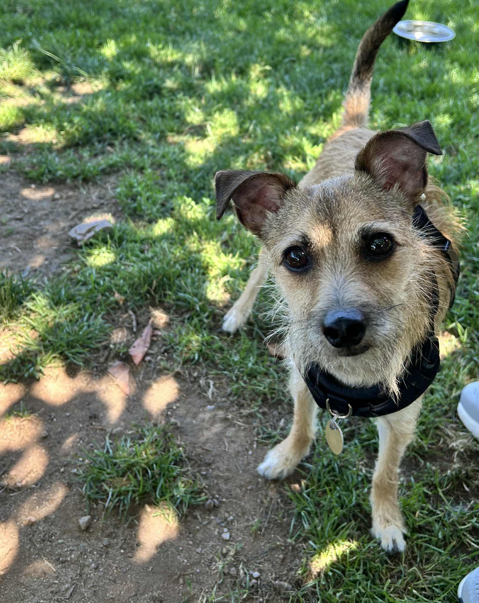 Zeus, a Adoptable mixed breed in Manchester, CT image 3/6