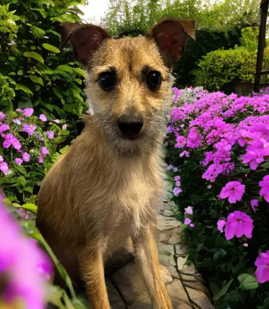 Zeus, a Adoptable mixed breed in Manchester, CT image 4/6