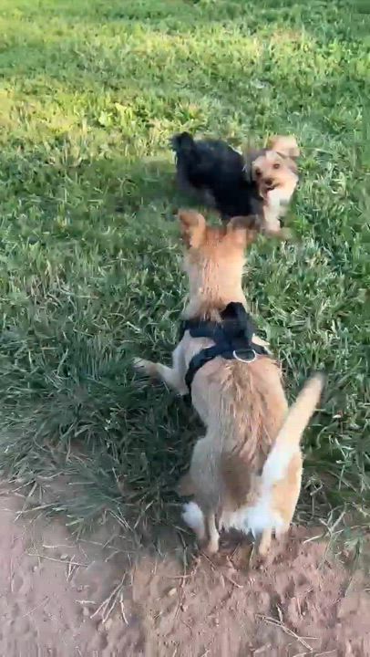 Enlarge Zeus, a Adoptable mixed breed in Manchester, CT video 6/6