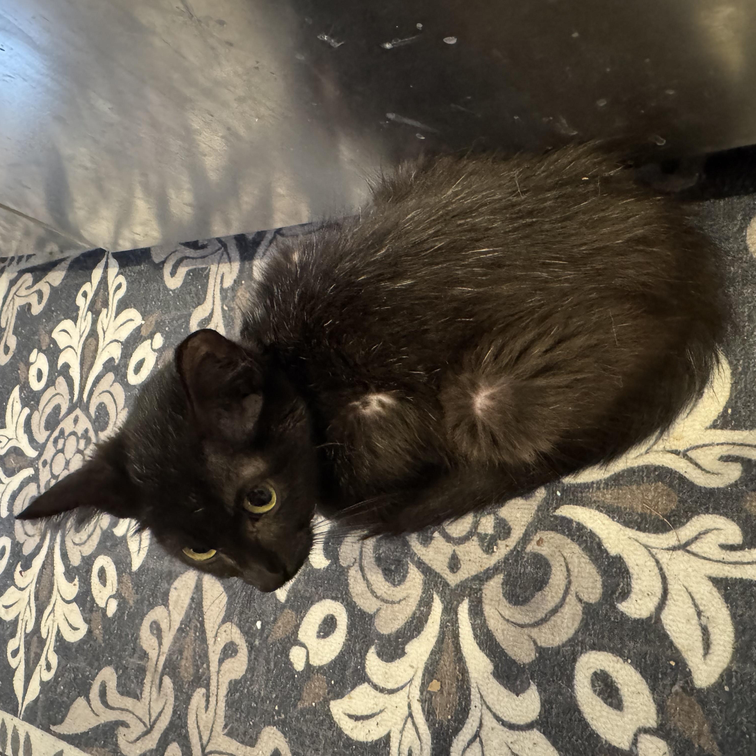Enlarge Chaka, a Adoptable mixed breed in Houston, TX image 6/6