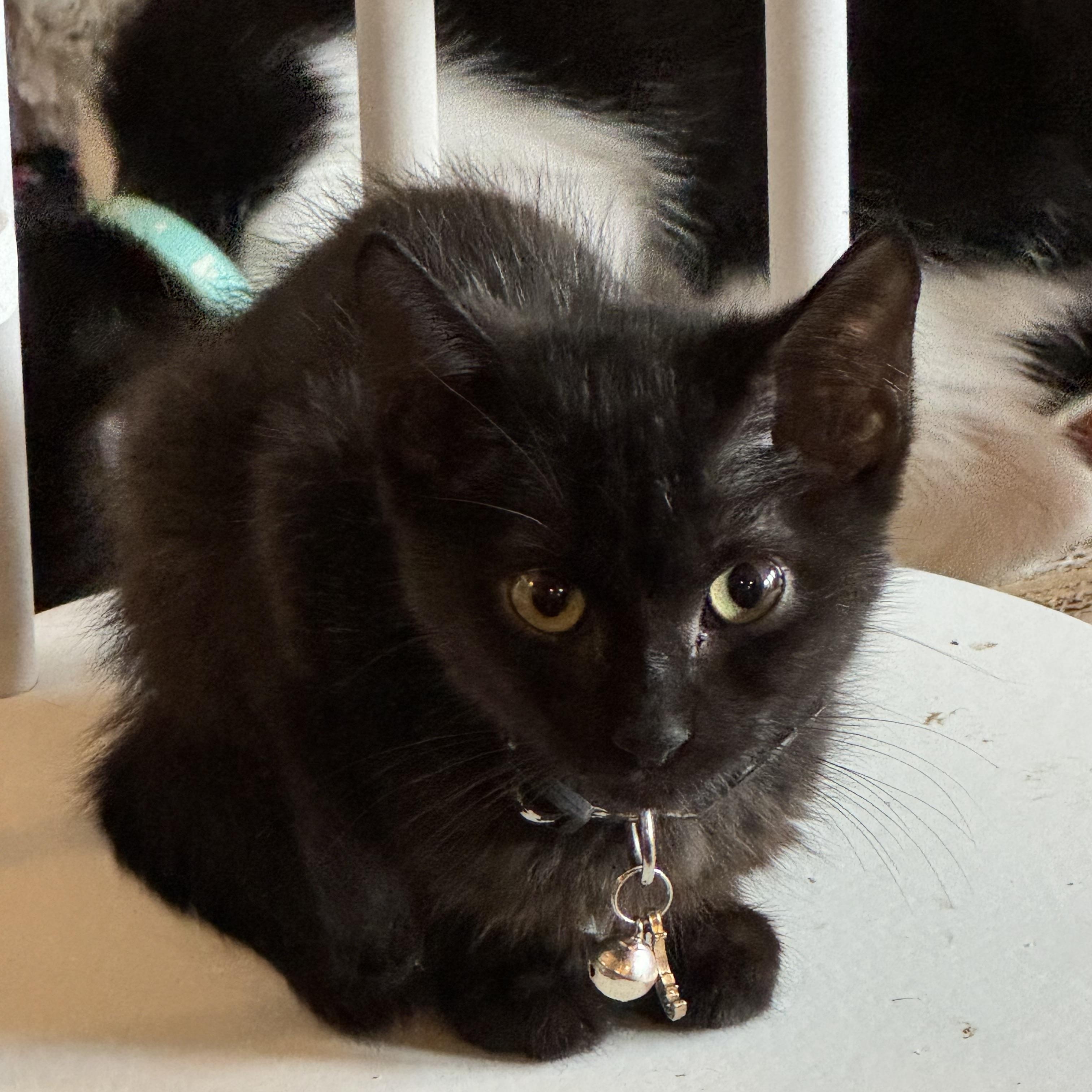 Enlarge Chaka, a Adoptable mixed breed in Houston, TX image 1/6