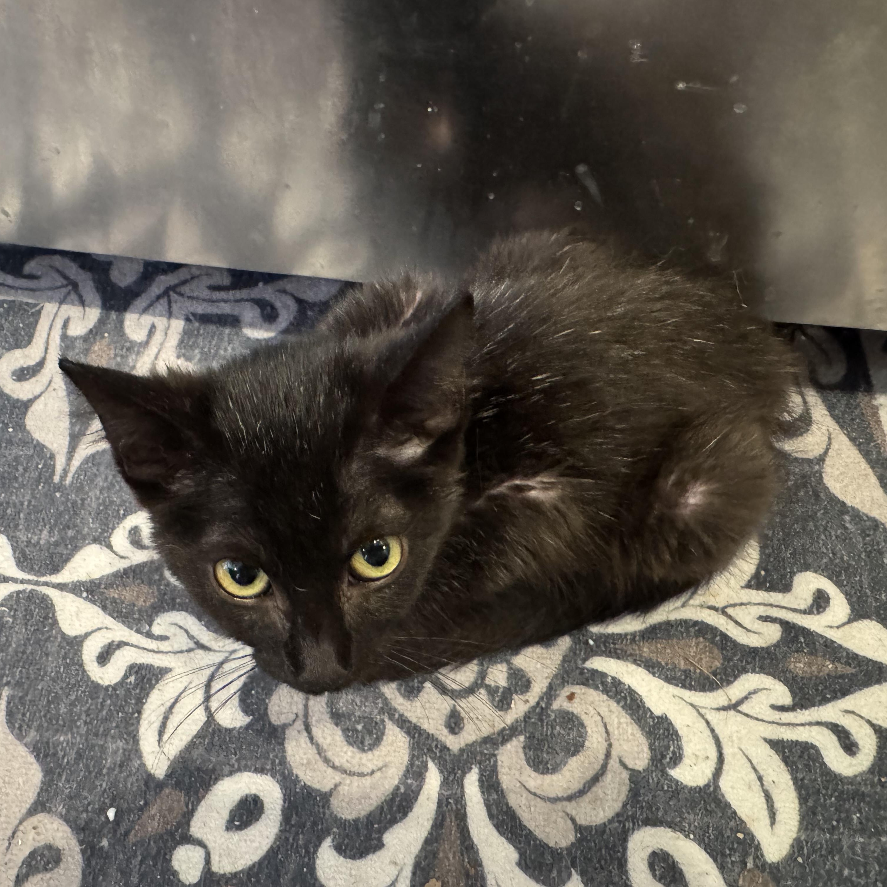 Enlarge Chaka, a Adoptable mixed breed in Houston, TX image 5/6