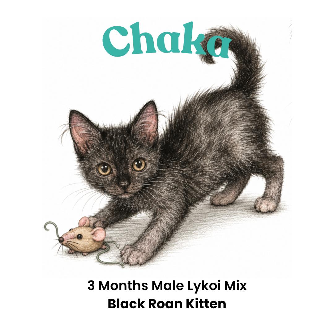 Enlarge Chaka, a Adoptable mixed breed in Houston, TX image 2/6
