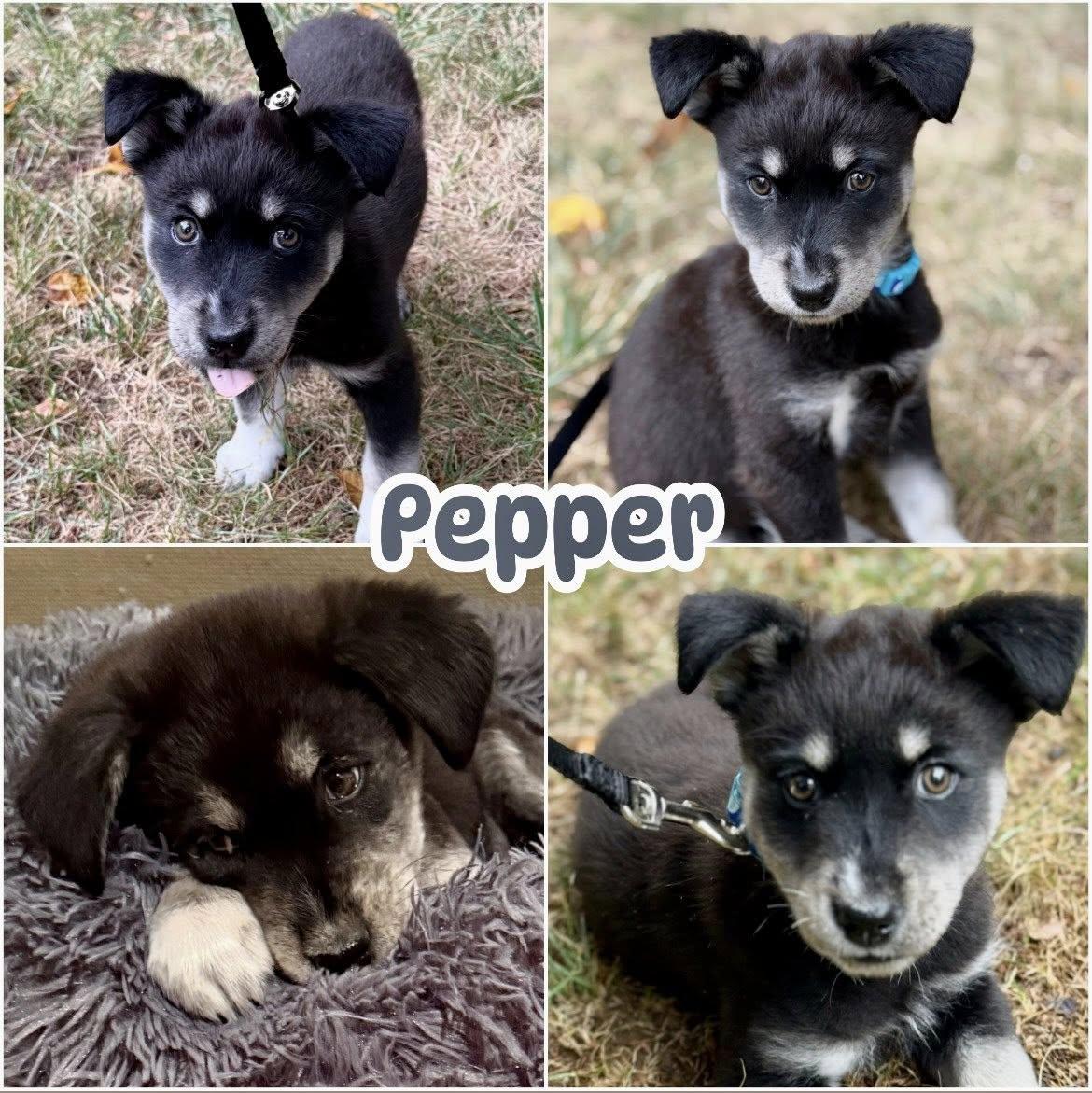 Enlarge Pepper, an adoptable mixed breed in Ringwood, NJ image 2/2
