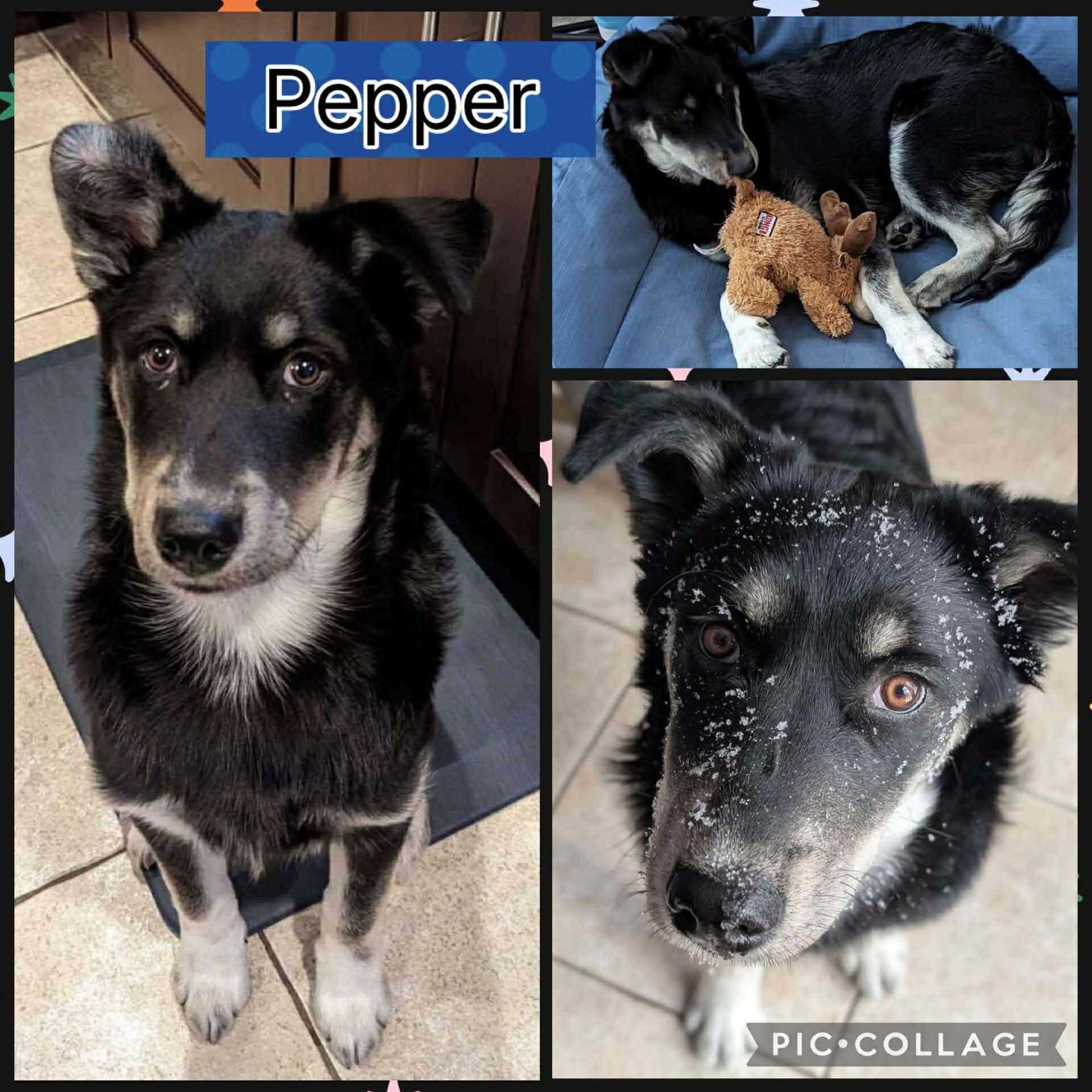 Enlarge Pepper, an adoptable mixed breed in Ringwood, NJ image 1/2