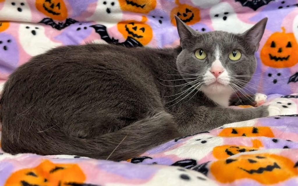 Katana, Adoptable, Adult Female Domestic Short Hair.