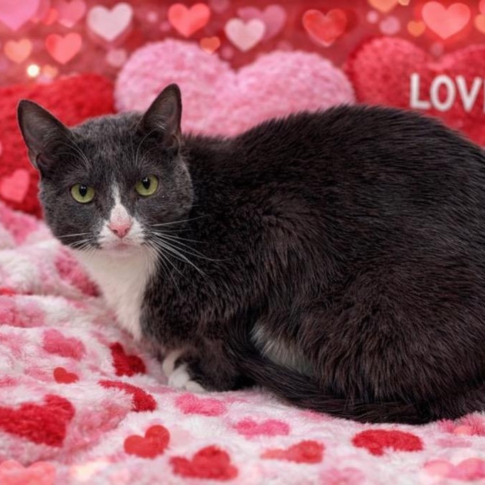 Katana, Adoptable, Adult Female Domestic Short Hair.