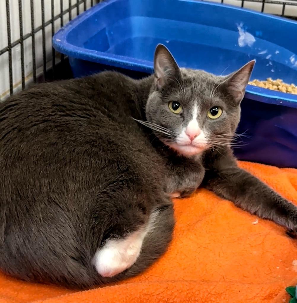 Enlarge Katana, a Adoptable mixed breed in Columbia, TN image 2/2