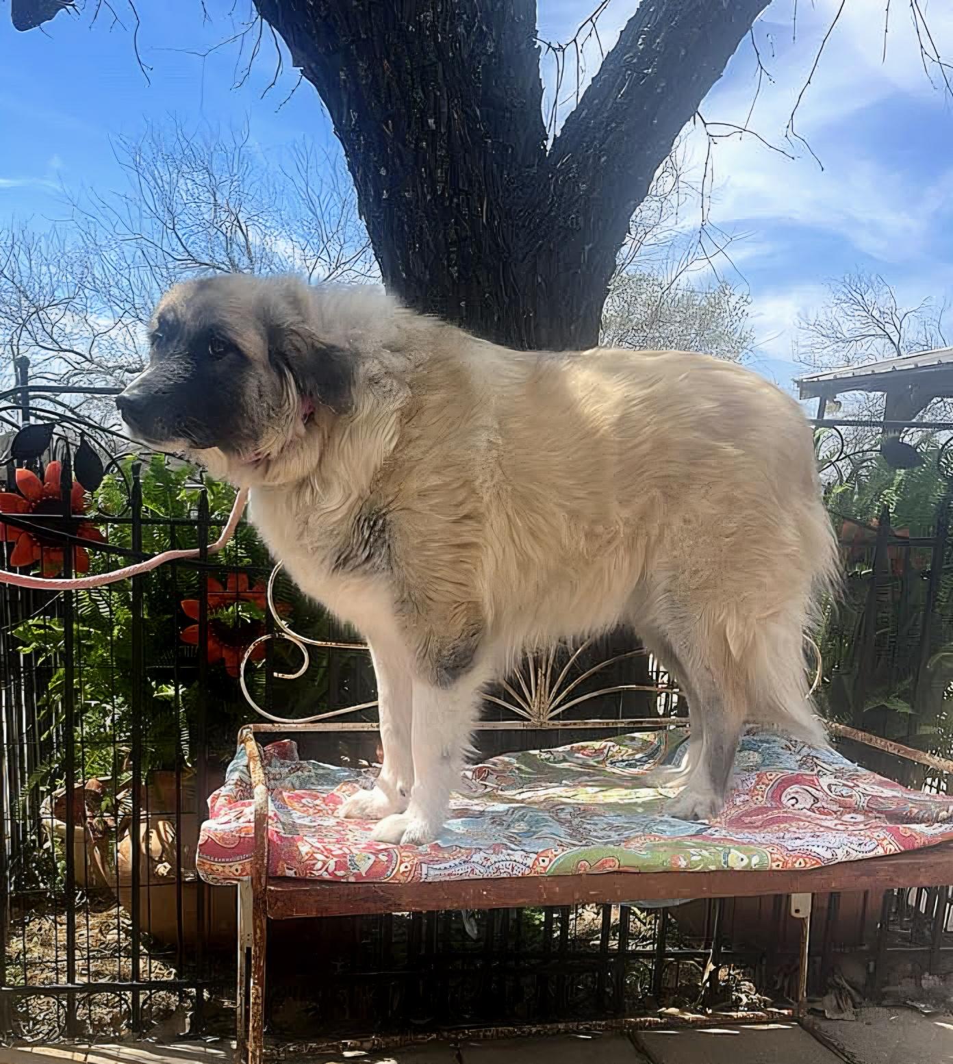 Holly, Adoptable, Adult Female Anatolian Shepherd & Great Pyrenees.