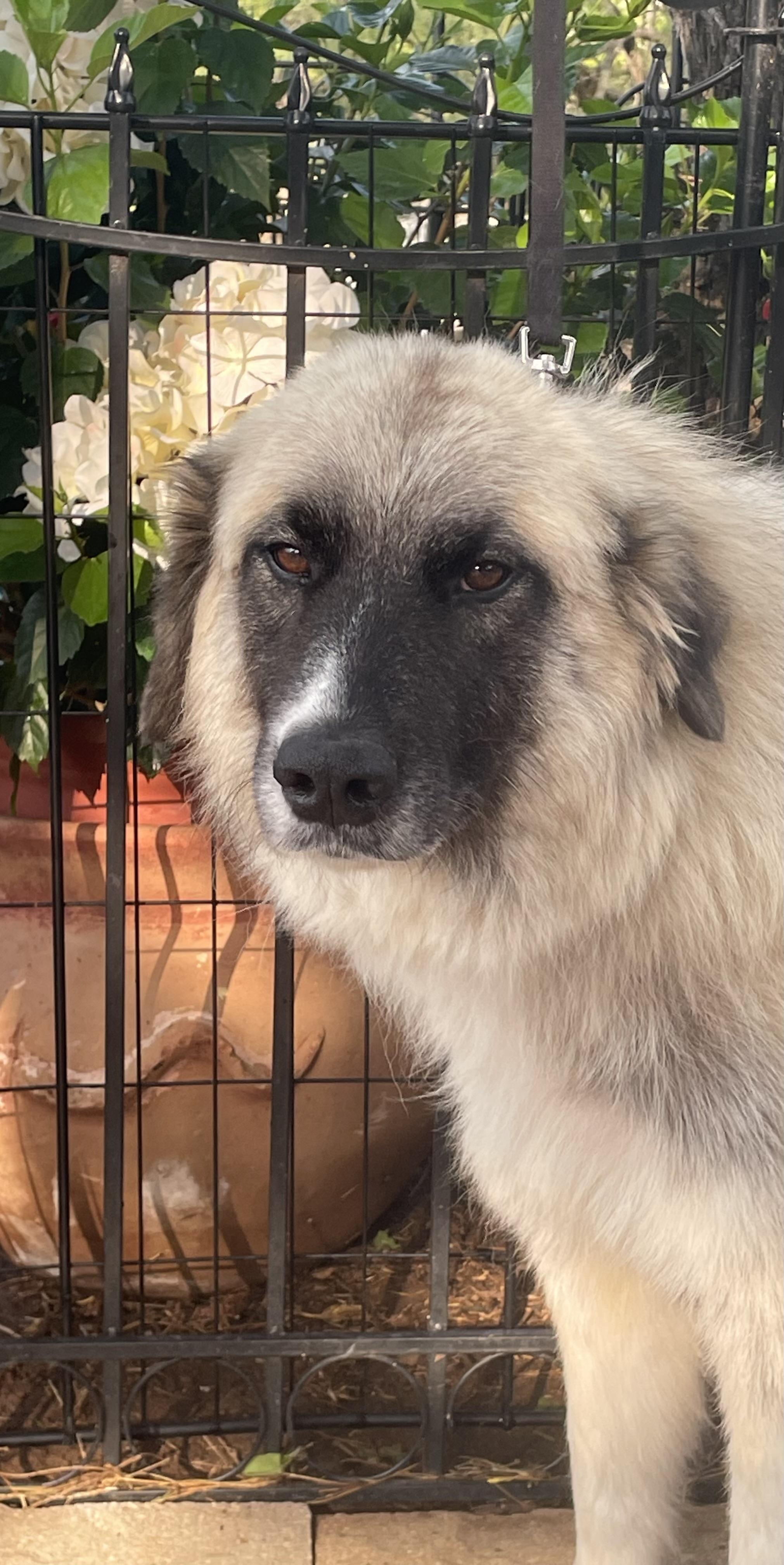 Enlarge Holly, a Adoptable mixed breed in Dallas, TX image 2/3