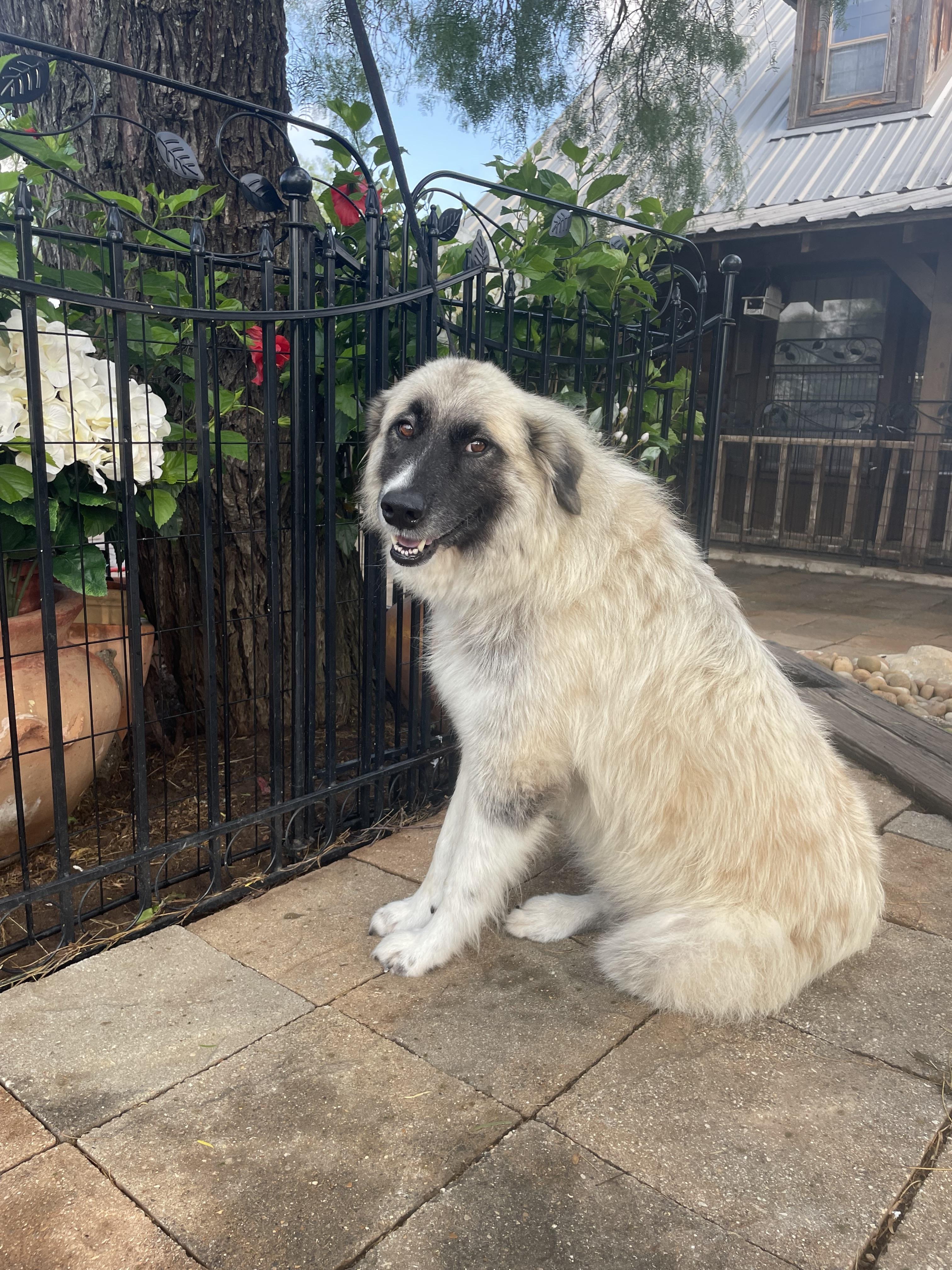 Enlarge Holly, a Adoptable mixed breed in Dallas, TX image 3/3