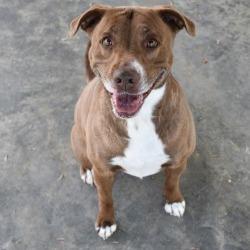 Autumn, Adoptable, Adult Female Pit Bull Terrier.