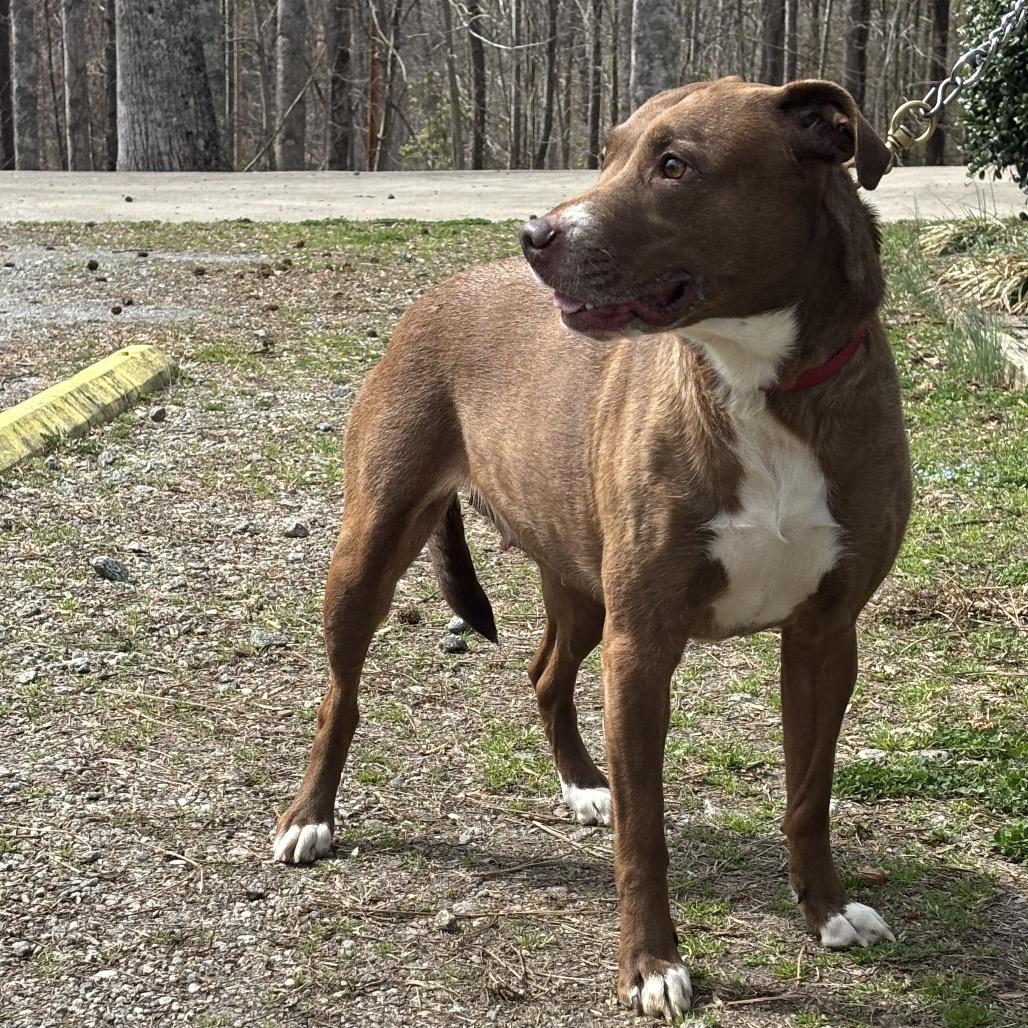 Autumn, a Adoptable Pit Bull Terrier in Columbus, NC image 2/3