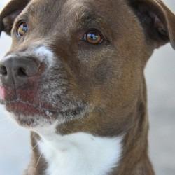 Autumn, a Adoptable Pit Bull Terrier in Columbus, NC image 3/3