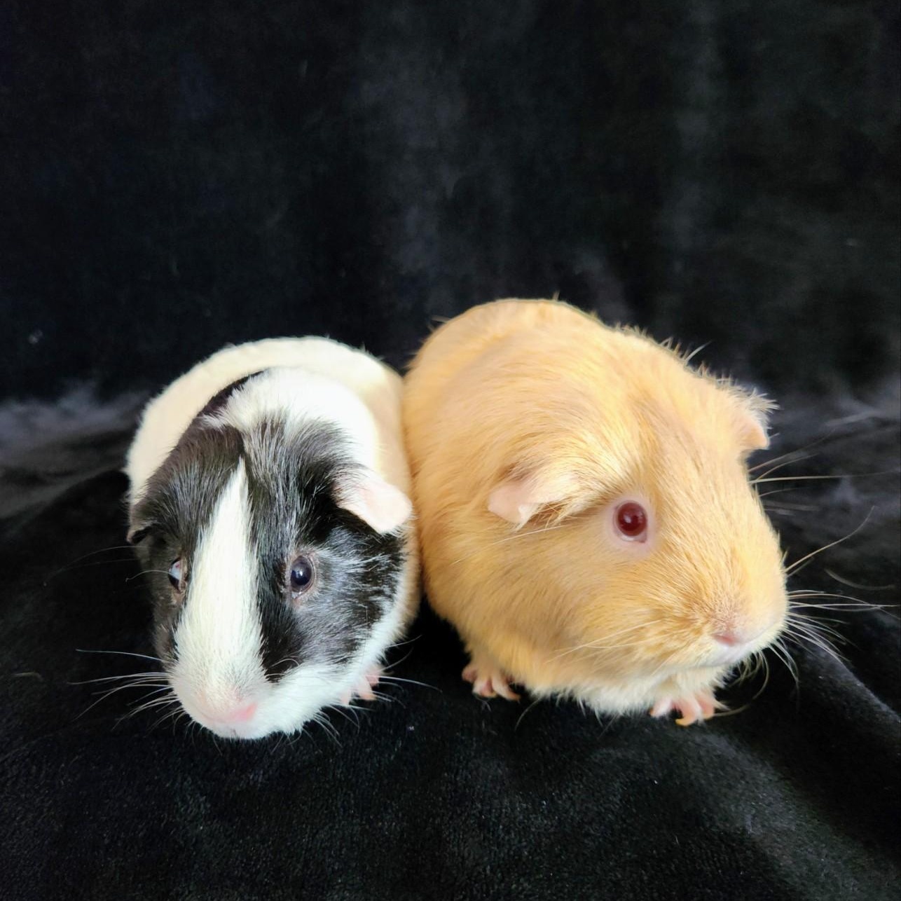 Enlarge Stella & Squidward ( neutered male), a ADOPTABLE Short-Haired in San Antonio, TX image 1/3
