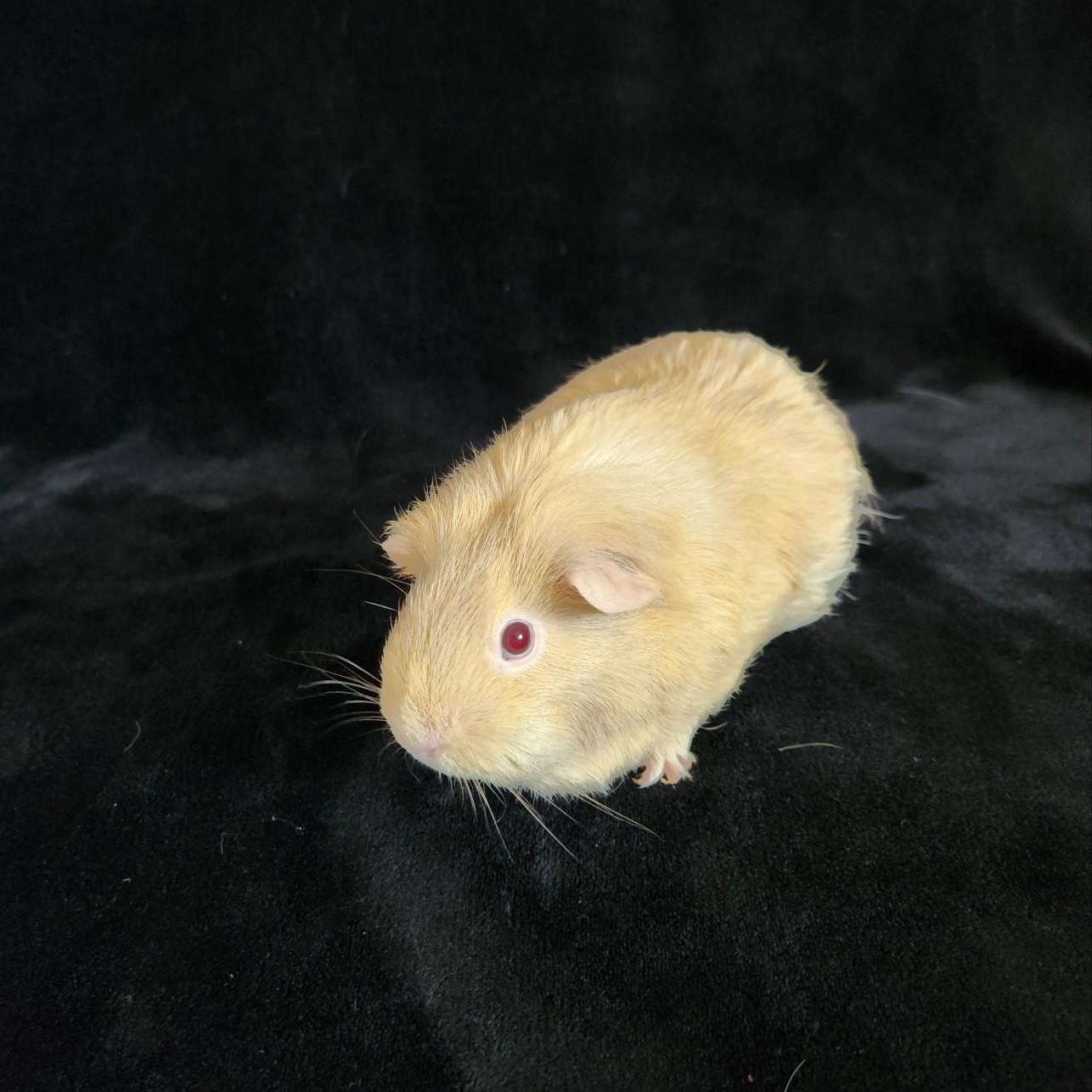 Enlarge Stella & Squidward ( neutered male), a ADOPTABLE Short-Haired in San Antonio, TX image 2/3