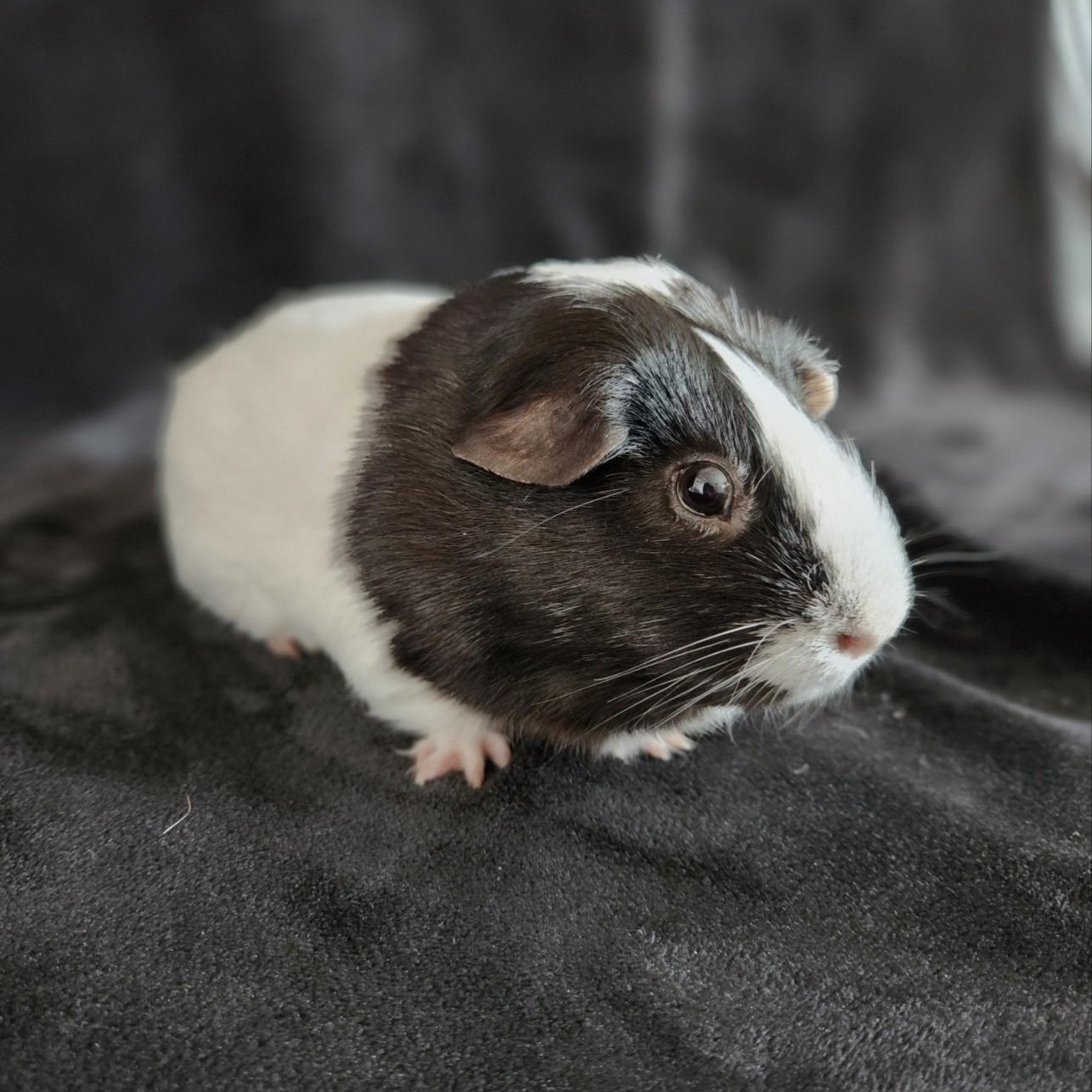 Enlarge Stella & Squidward ( neutered male), a ADOPTABLE Short-Haired in San Antonio, TX image 3/3