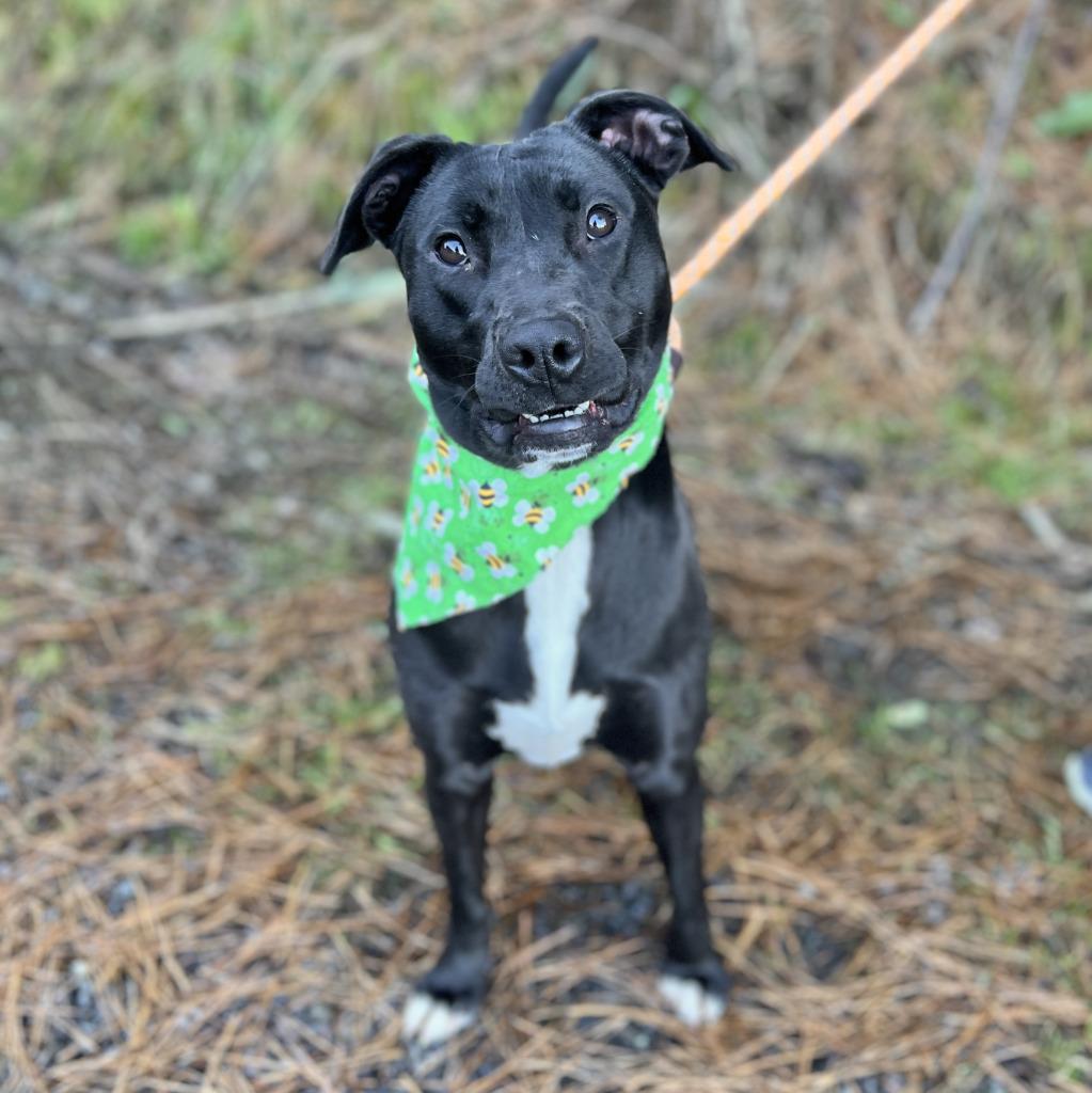 Enlarge Elsie, a Adoptable mixed breed in Ellijay, GA image 2/3
