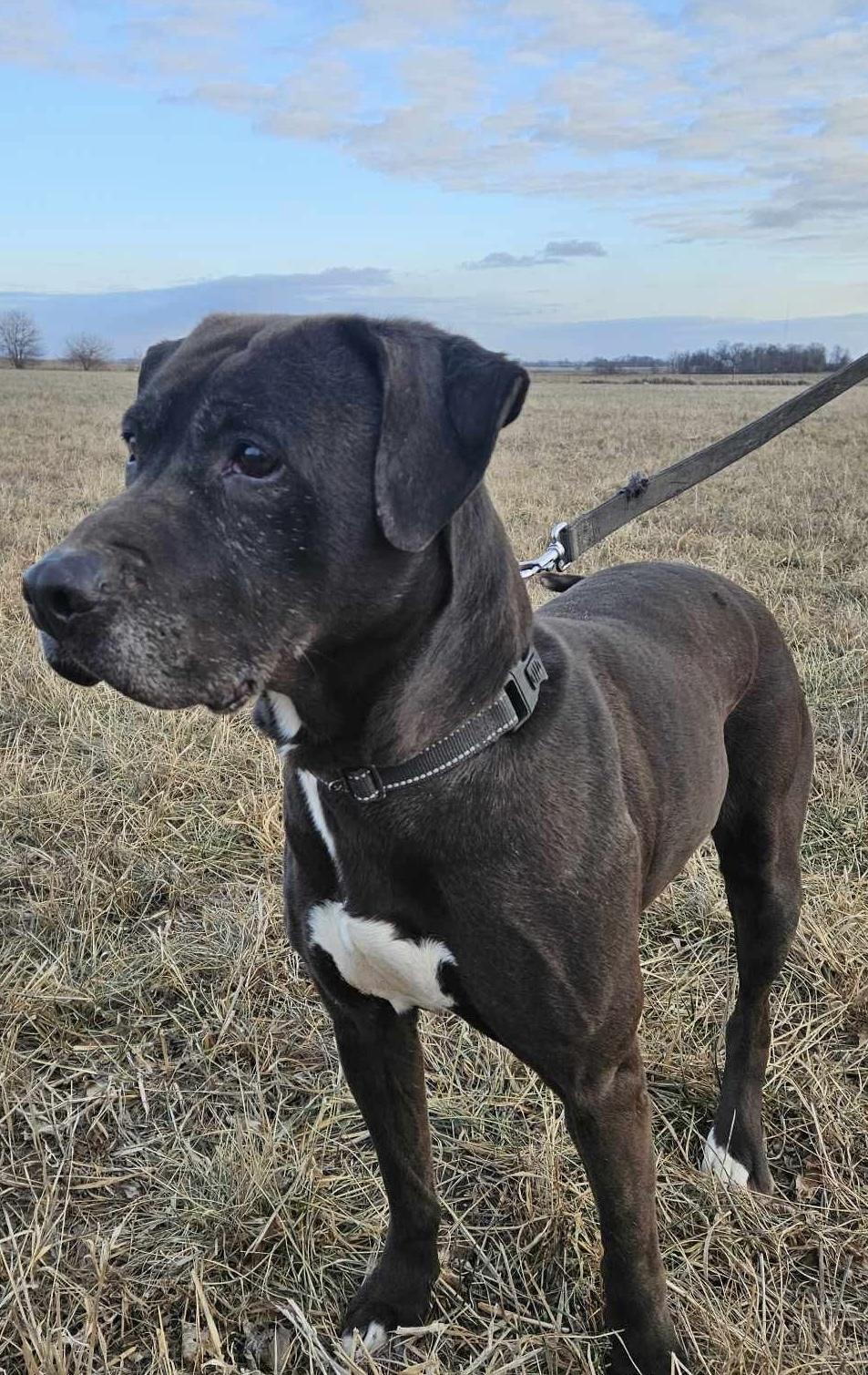 Zola, a Adoptable mixed breed in Cedar Rapids, IA image 1/2