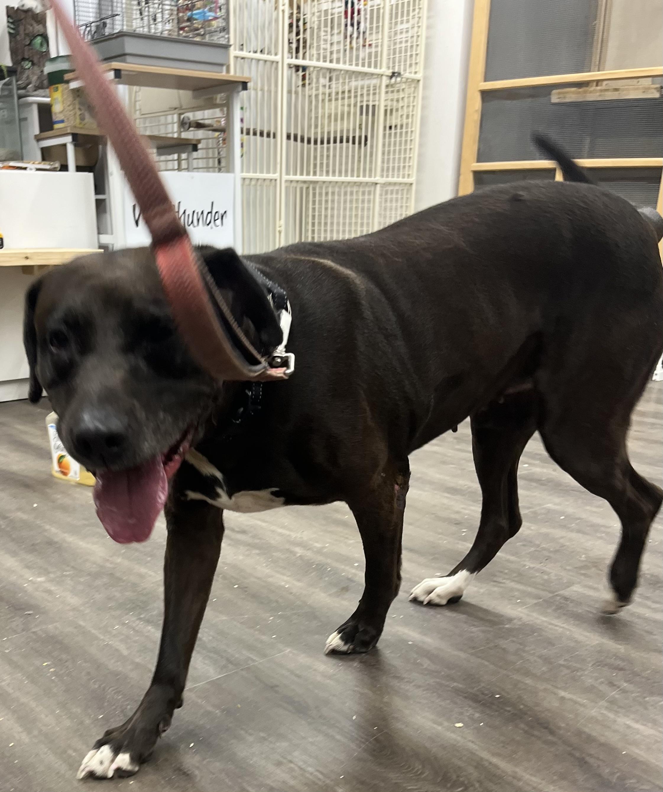 Zola, a Adoptable mixed breed in Cedar Rapids, IA image 2/2