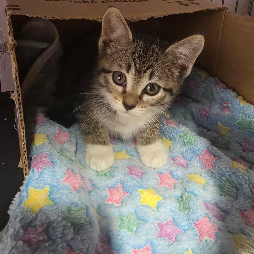 Sunset, Baby Female Domestic Short Hair