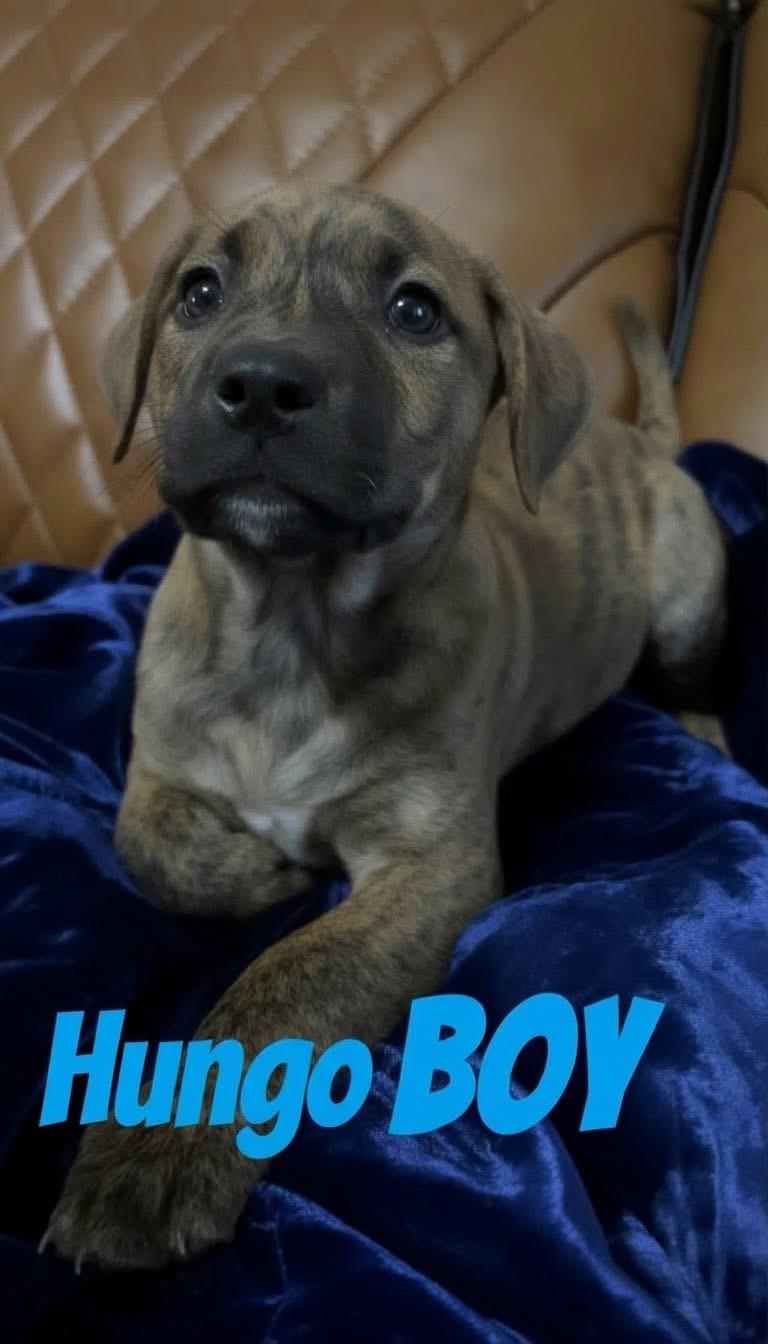 H litter Hungo, Adoptable, Puppy Male Pit Bull Terrier.