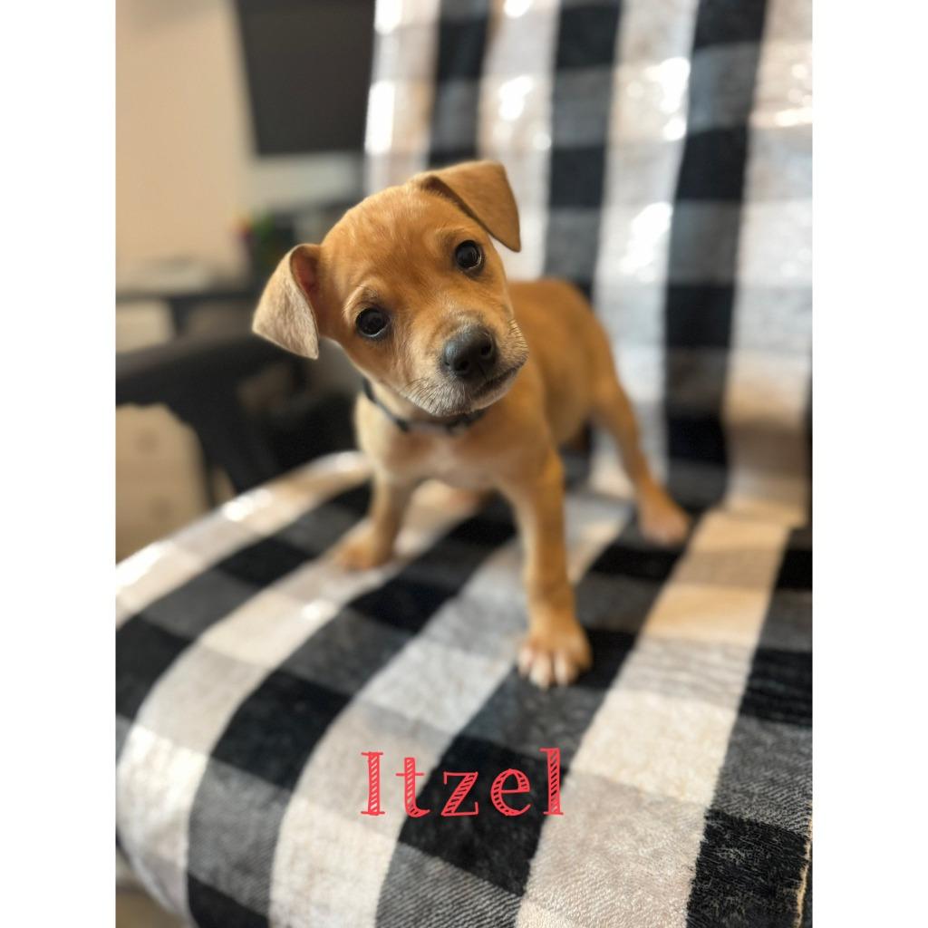 Itzel, Adoptable, Puppy Female Mixed Breed.