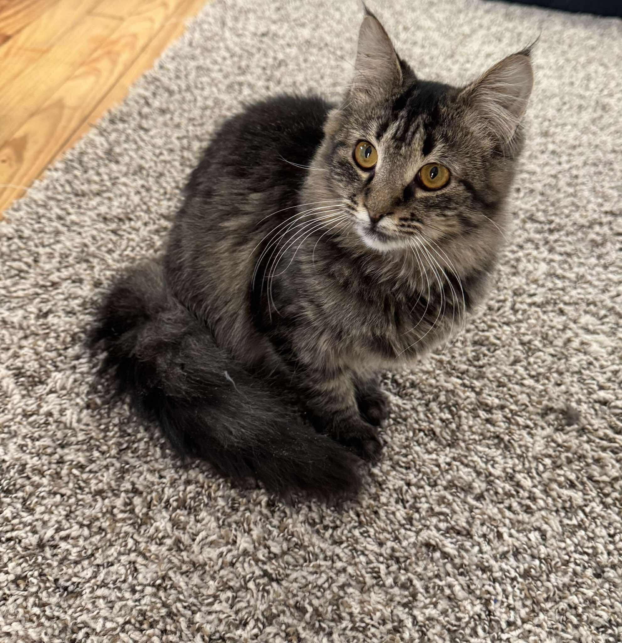 Tess, adopted, Young Female Tabby.