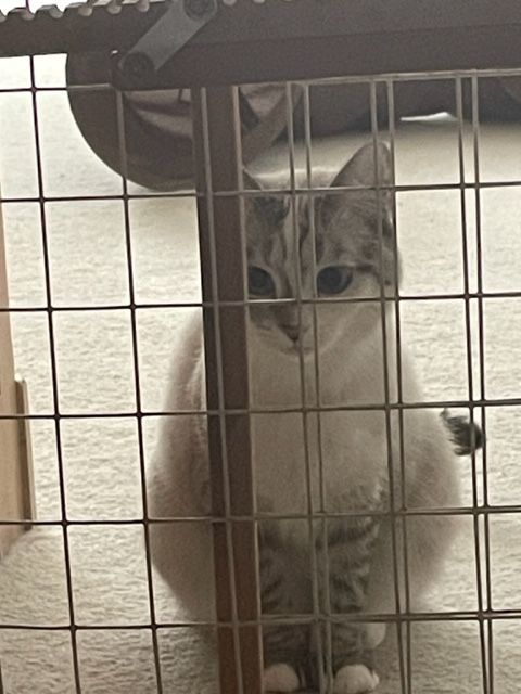 NC - CP Sapphire, a Adoptable mixed breed in Winston Salem, NC image 1/6